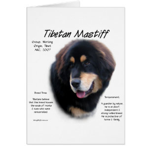Tibetaans Mastiff Geschiedenis Ontwerp
