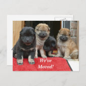 Tibetaans Spaniel We hebben het Briefkaart van het (Voorkant / Achterkant)