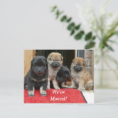 Tibetaans Spaniel We hebben het Briefkaart van het (Staand voorkant)