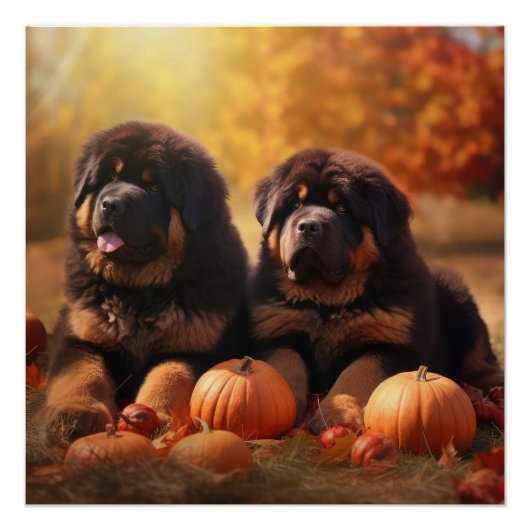 Tibetaanse Mastiff Puppy Herfst Delight Pompoen Perfect Poster (Voorkant)