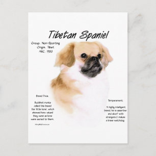 Tibetaanse Spaniël Geschiedenis Ontwerp Briefkaart