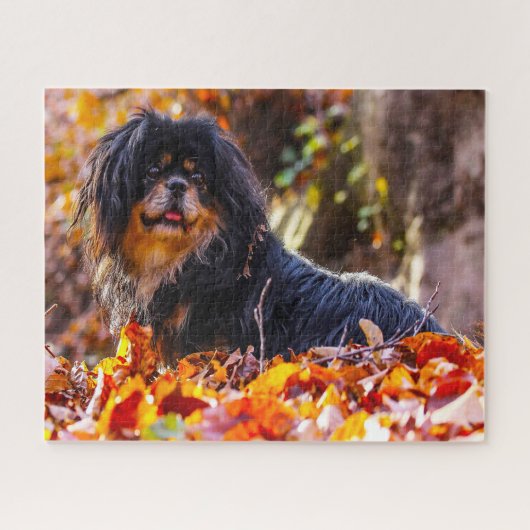 Tibetaanse Spaniel Honden Legpuzzels. Legpuzzel (Horizontaal)