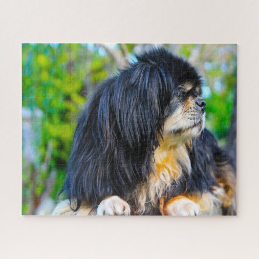Tibetaanse Spaniel Honden Legpuzzels. Legpuzzel (Horizontaal)