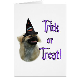 Tibetaanse spaniël truc