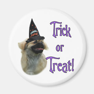 Tibetaanse spaniël truc magneet