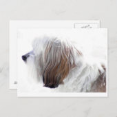 Tibetaanse Terrier Briefkaart (Voorkant / Achterkant)
