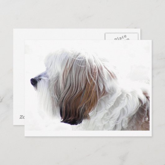 Tibetaanse Terrier Briefkaart (Voorkant / Achterkant)