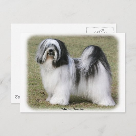 Tibetaanse Terrier Briefkaart (Voorkant / Achterkant)