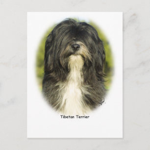 Tibetaanse Terrier Briefkaart