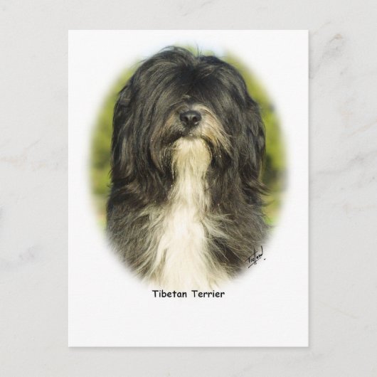 Tibetaanse Terrier Briefkaart (Voorkant)
