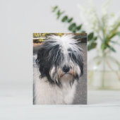 Tibetaanse Terrier Briefkaart (Staand voorkant)