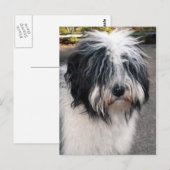 Tibetaanse Terrier Briefkaart (Voorkant / Achterkant)
