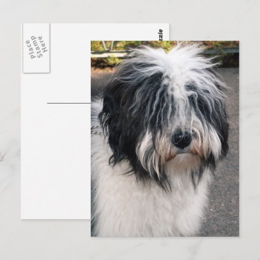 Tibetaanse Terrier Briefkaart (Voorkant / Achterkant)