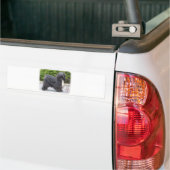 Tibetaanse Terrier Bumpersticker (Op Truck)