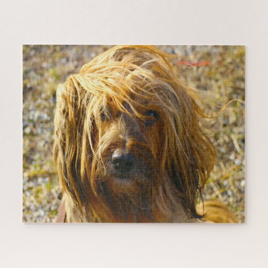 Tibetaanse Terrier Hond Legpuzzels. Legpuzzel (Horizontaal)