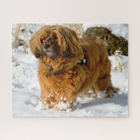 Tibetaanse Terrier Hond Legpuzzels. Legpuzzel (Horizontaal)