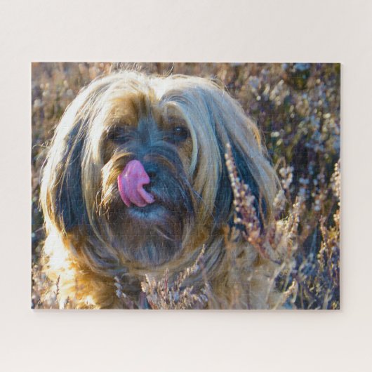Tibetaanse Terrier Hond Legpuzzels. Legpuzzel (Horizontaal)