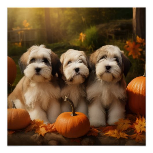 Tibetaanse Terriër Puppy Herfst Delight Pompoen Perfect Poster (Voorkant)