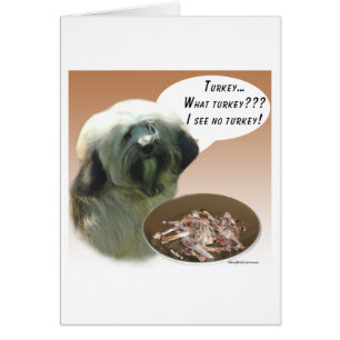 Tibetaanse Terriër Turkije