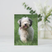 tibetan doodskop briefkaart (Staand voorkant)