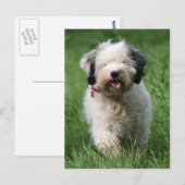 tibetan doodskop briefkaart (Voorkant / Achterkant)