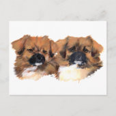 Tibetan HoofdStudie van Spanielen Briefkaart (Voorkant)