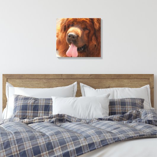 Tibetan Mastiff Canvas Afdruk (Insitu (Slaapkamer))