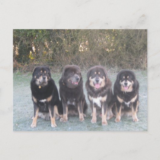 Tibetan Mastiff Gang Briefkaart (Voorkant)