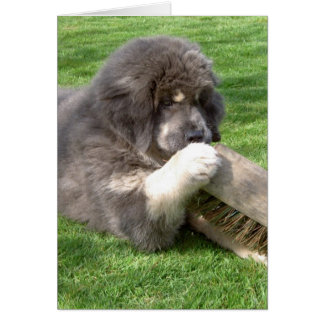 Tibetan Mastiff Jampo met bezem