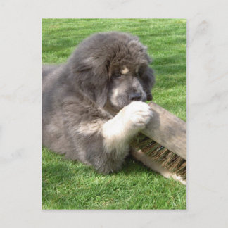 Tibetan Mastiff Jampo met bezem Briefkaart