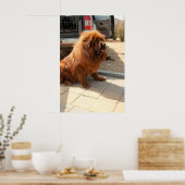 Tibetan Mastiff pup Poster (Keuken)