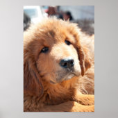 Tibetan Mastiff pup Poster (Voorkant)