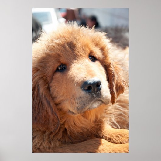 Tibetan Mastiff pup Poster (Voorkant)