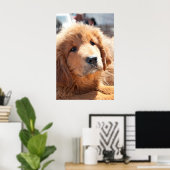 Tibetan Mastiff pup Poster (Thuiskantoor)