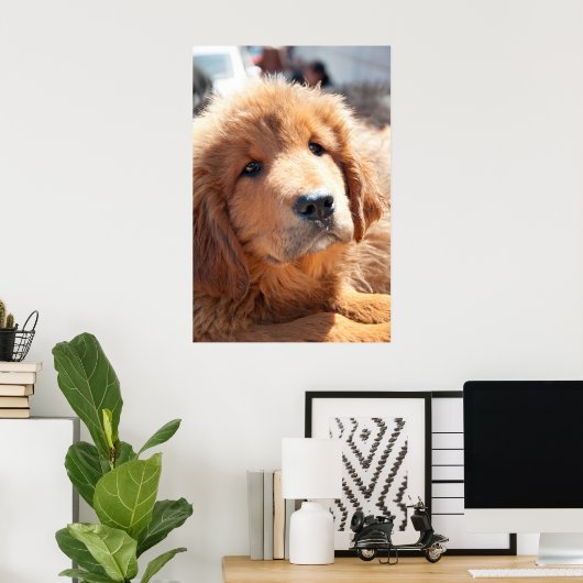Tibetan Mastiff pup Poster (Thuiskantoor)