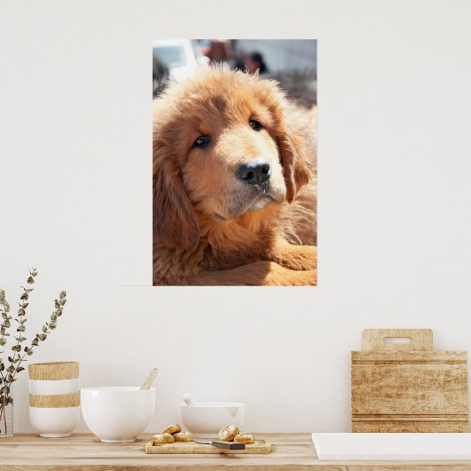 Tibetan Mastiff pup Poster (Keuken)
