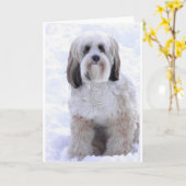 Tibetan Sabelmarter en het Wit van Terrier Kaart (Gele Bloem)