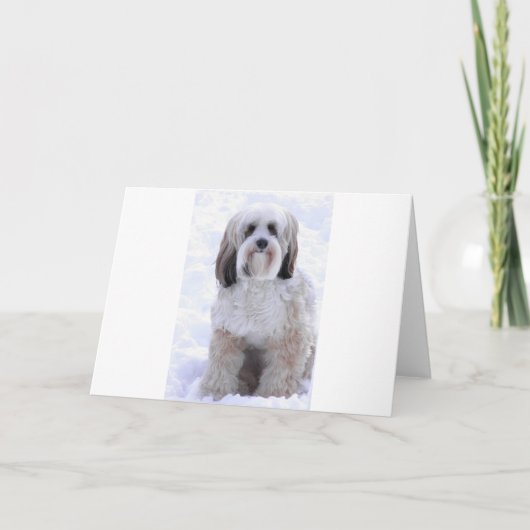 Tibetan Sabelmarter en het Wit van Terrier Kaart (Voorkant)