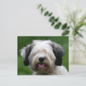 tibetan shiper briefkaart (Staand voorkant)