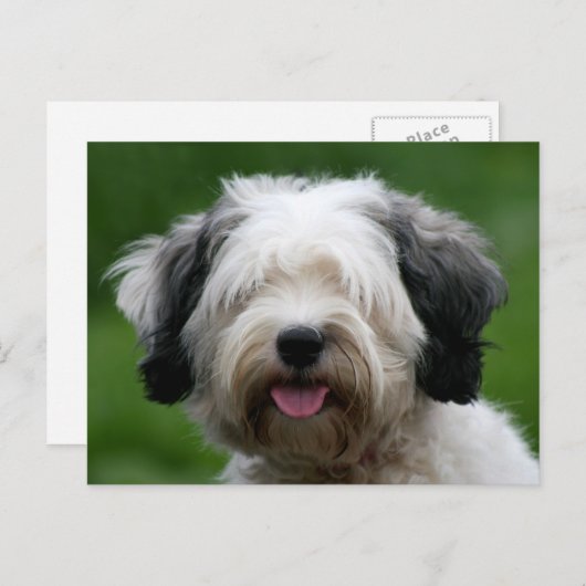 tibetan shiper briefkaart (Voorkant / Achterkant)