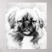 Tibetan Spaniel Dog Potrait Poster (Voorkant)