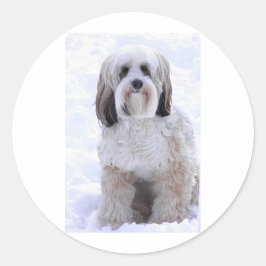 Tibetan Terrier Sable and White Ronde Sticker (Voorkant)