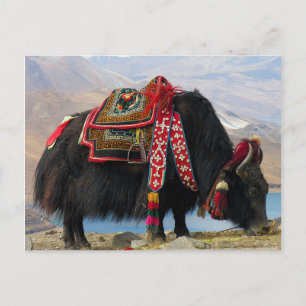Tibetan Yak Briefkaart