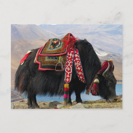 Tibetan Yak Briefkaart (Voorkant)
