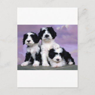 Tibeter n dooders briefkaart