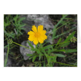 Tickseed Coreopsis