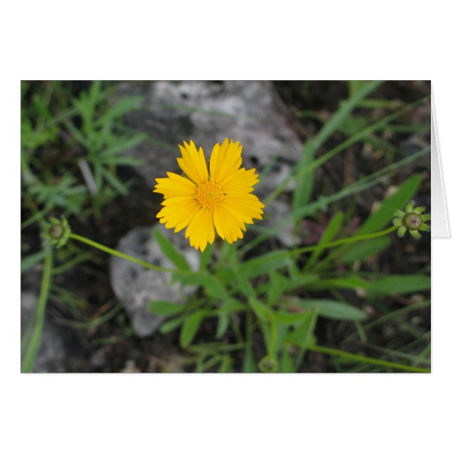 Tickseed Coreopsis (Voorkant Horizontaal)