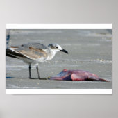 Tidal Buffet Poster (Voorkant)