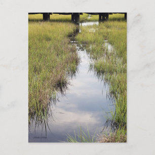 Tidal Creek Briefkaart