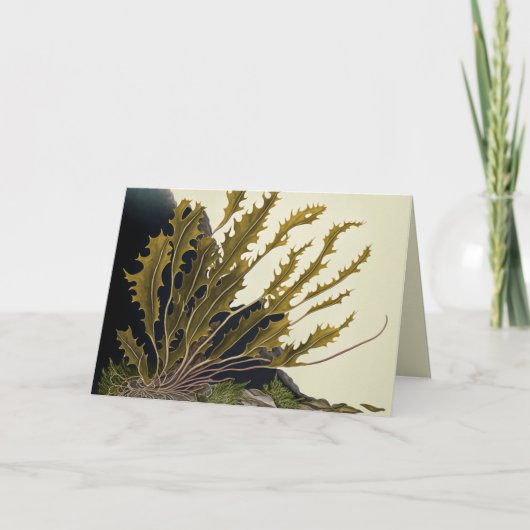Tidal Fronds (Voorkant)